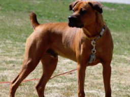 boxweiler_20211217_1861618570